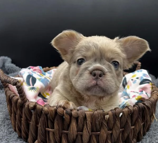 Adotta un adorabile cucciolo di bulldog francese | Foto 1