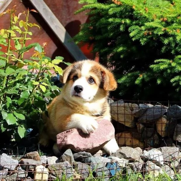 Cuccioli di Corgi disponibili per ladozione | Foto 2