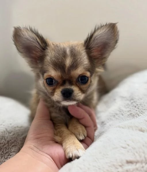 Disponibili cuccioli di Chihuahua per ladozione | Foto 2