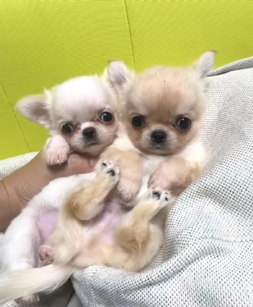 Disponibili cuccioli di Chihuahua per ladozione