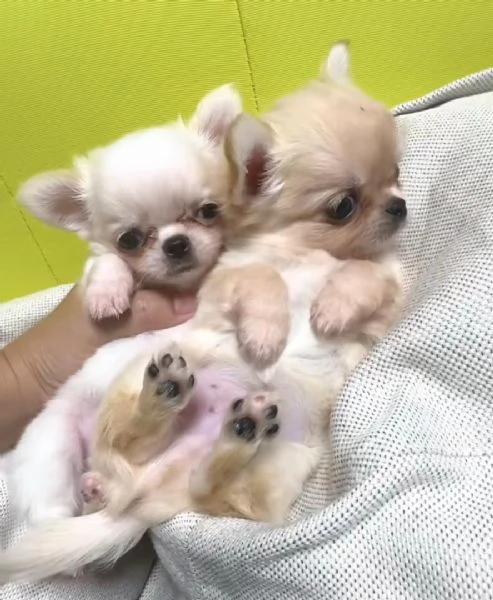 Disponibili cuccioli di Chihuahua per ladozione | Foto 0