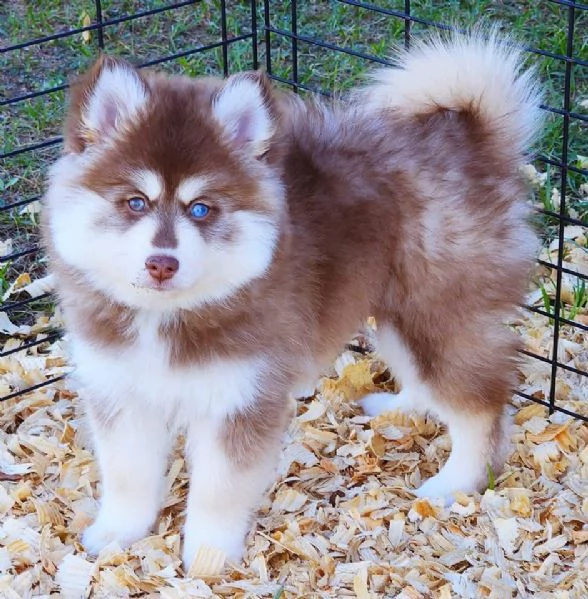 Cucciolo di Pomsky disponibile per adozione