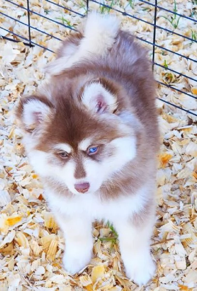 Cucciolo di Pomsky disponibile per adozione | Foto 0