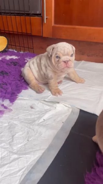 Cucciolo di bulldog inglese disponibile per ladozione