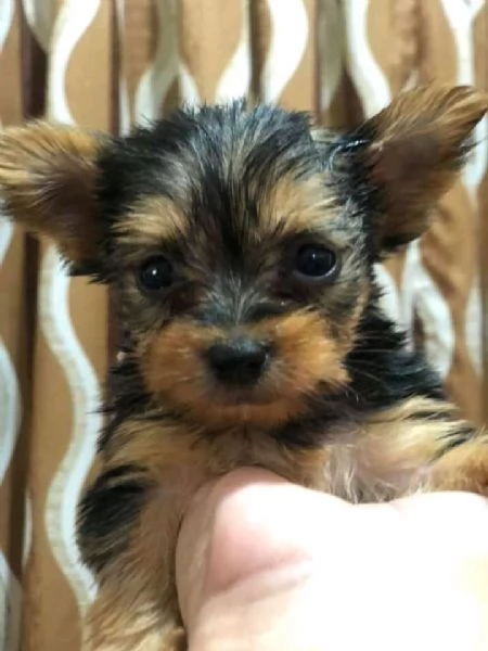 Cuccioli di maltese toy  | Foto 1