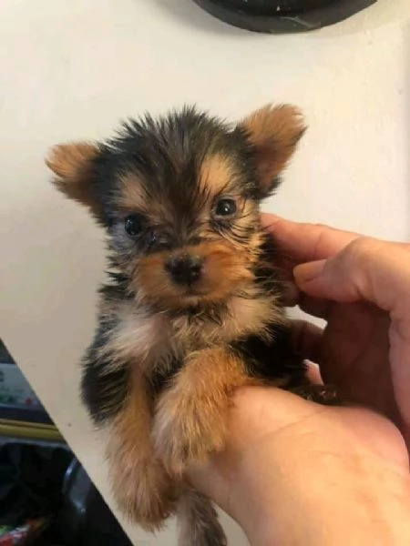 Cuccioli di maltese toy  | Foto 0