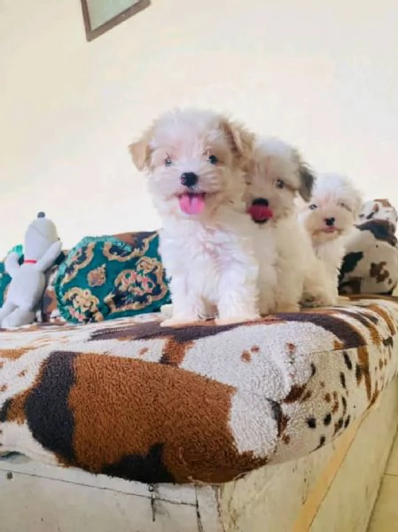 Cuccioli di maltese toy 