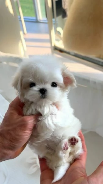 Cuccioli di maltese toy 