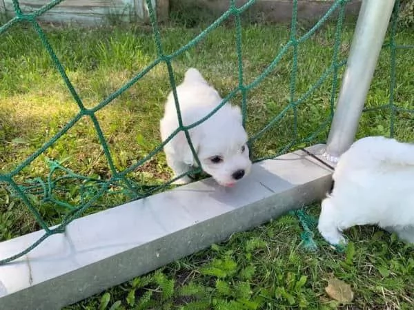 Cuccioli di maltese toy  | Foto 0