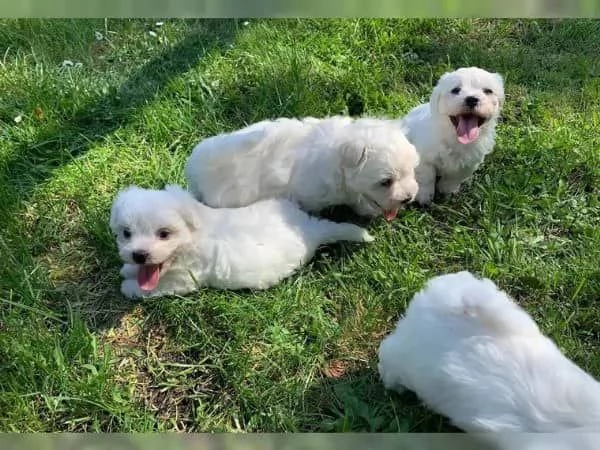 Cuccioli di maltese toy 