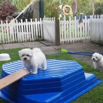 Cuccioli di maltese toy  | Foto 0