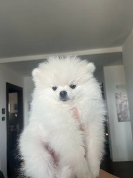 Cucciolo di pomerania
