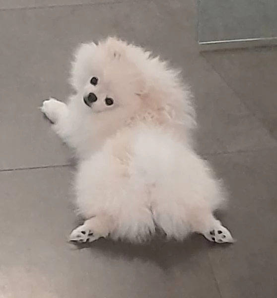 Cucciolo di pomerania | Foto 1