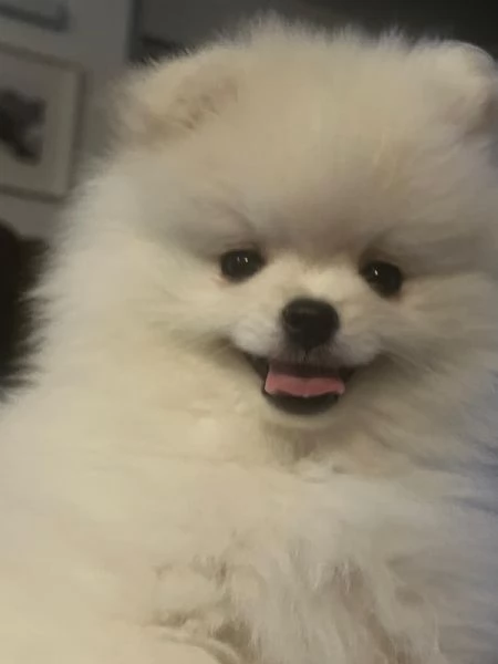 Cucciolo di pomerania | Foto 0