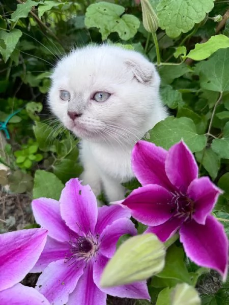 Gattini Scotish