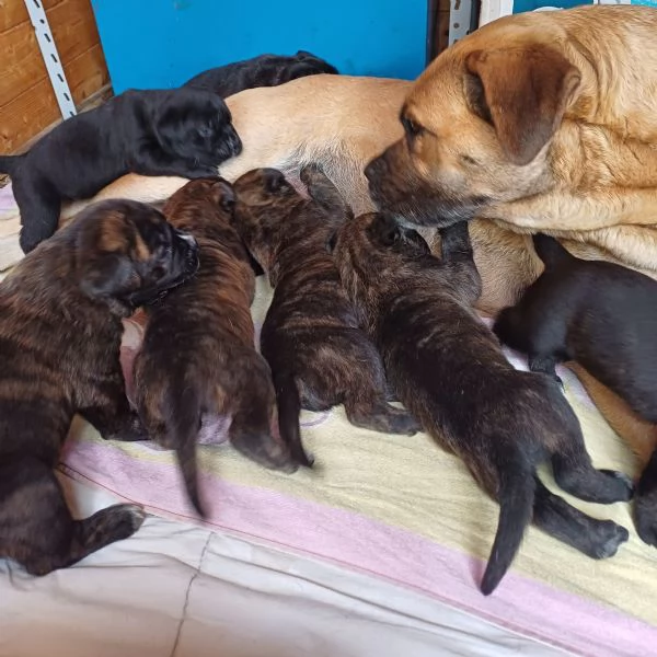 Cane corso