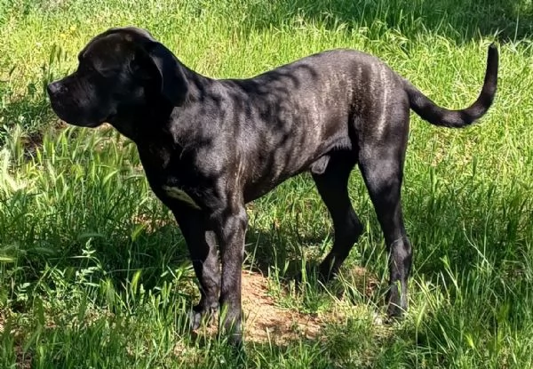 Cane corso | Foto 1