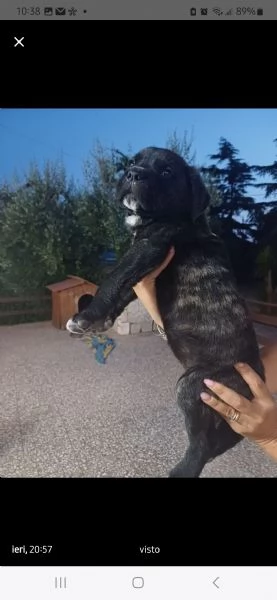 Cane corso | Foto 2