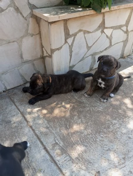 Cane corso | Foto 0