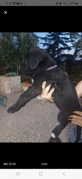 Cane corso | Foto 1
