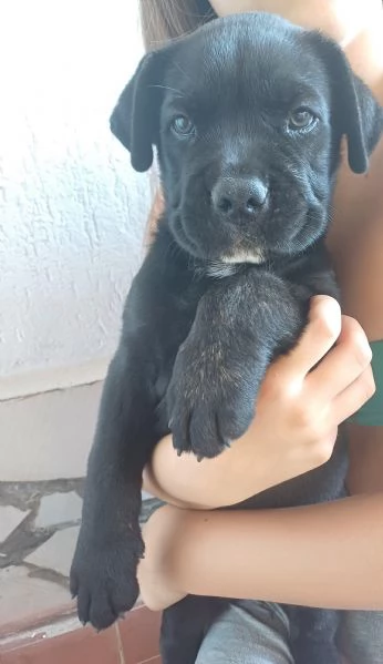 Cane corso