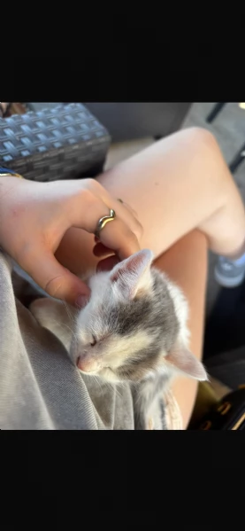 REGALO GATTINI