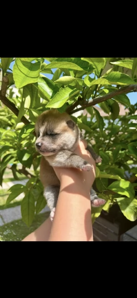 Cuccioli di Akita Inu con PEDIGREE ENCI  | Foto 1