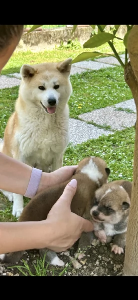 Cuccioli di Akita Inu con PEDIGREE ENCI 