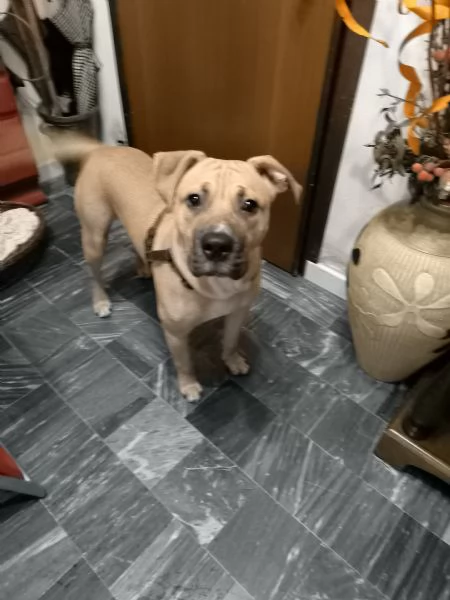 Regalo un cucciolo di cane 