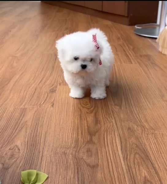 Regalo Bichon mini toy  | Foto 1