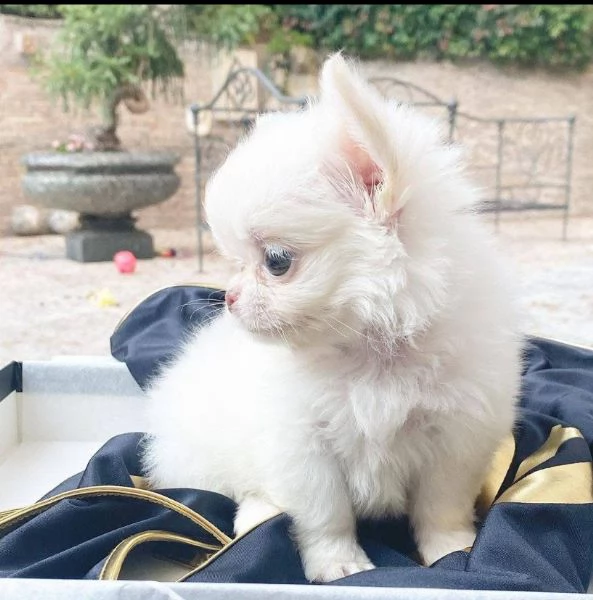 Chihuahua mini toy  capelli lunghi e corti | Foto 3