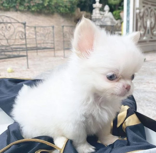 Chihuahua mini toy  capelli lunghi e corti | Foto 1