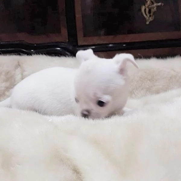 Chihuahua mini toy  capelli lunghi e corti | Foto 0