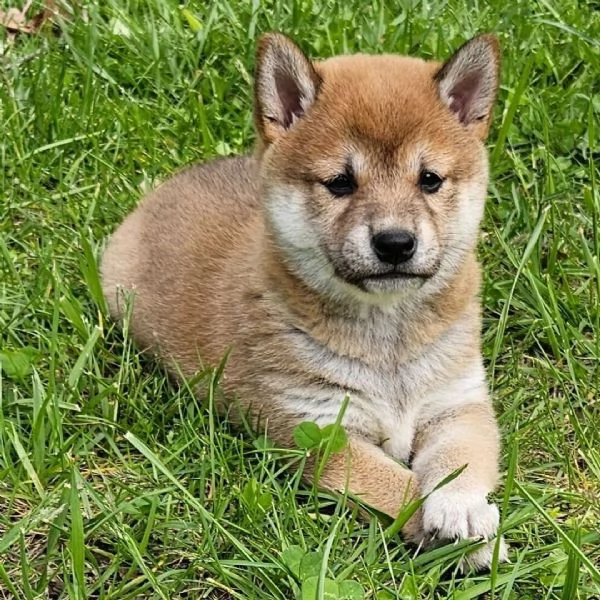SHIBA INU MASCHIO E FEMMINA DISPONIBILE