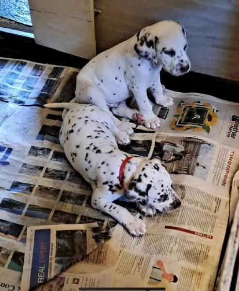    REGALO UCCIOLO  DALMATA MASCHIO E FEMMINA  | Foto 2