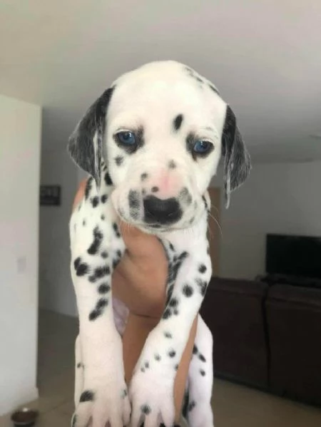    REGALO UCCIOLO  DALMATA MASCHIO E FEMMINA  | Foto 1