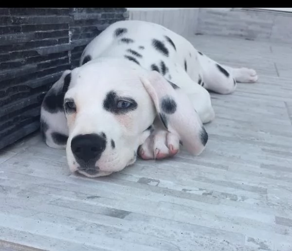    REGALO UCCIOLO  DALMATA MASCHIO E FEMMINA  | Foto 0