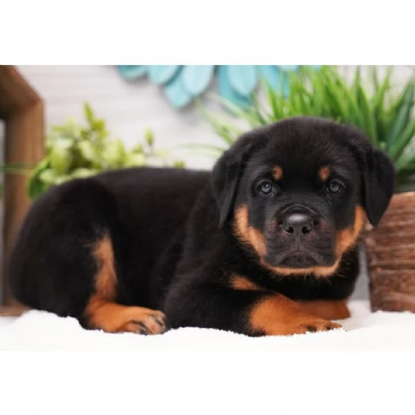 REGALO ROTTWEILER | Foto 0