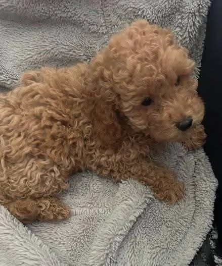 CUCCIOLO BARBONCINO TOY MASCHIO E FEMMINA