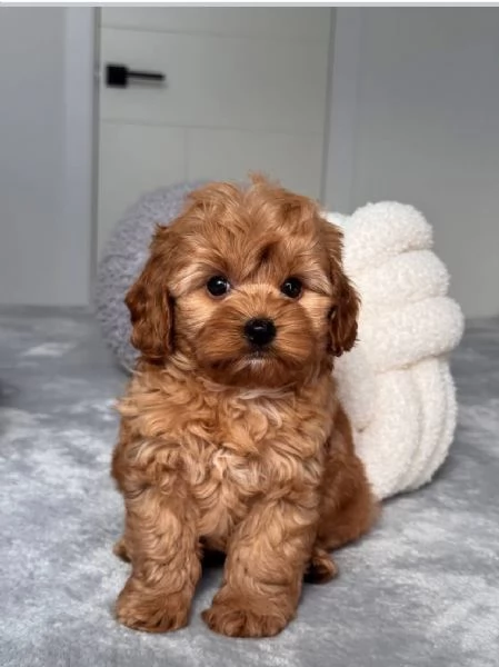 REGALO Barboncino toy  | Foto 0