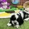 REGALO   BULLDOG INGLESE | Foto 0
