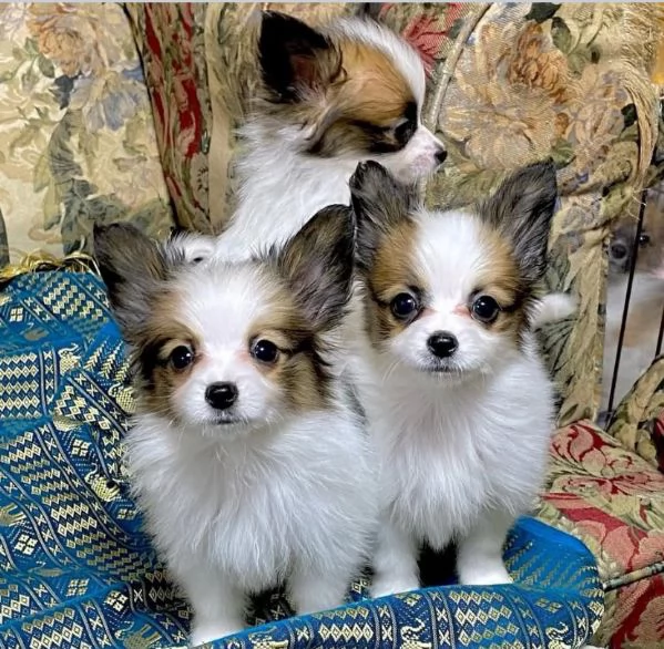 REGALO papillon maschio e femmina  | Foto 0