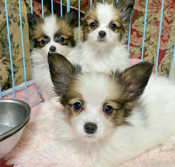 REGALO papillon maschio e femmina 