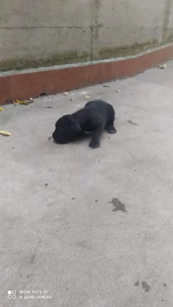 Vendo cucciolo