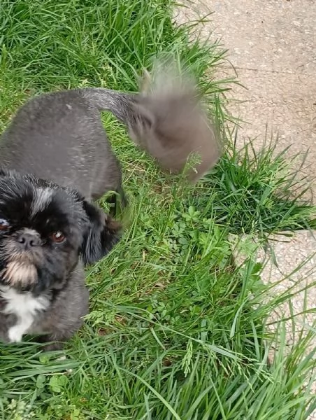 Stupenda Shih tzu di 11 mesi
