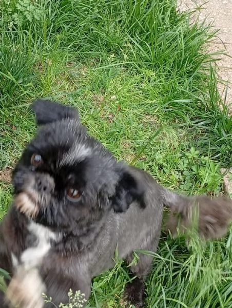 Stupenda Shih tzu di 11 mesi | Foto 3