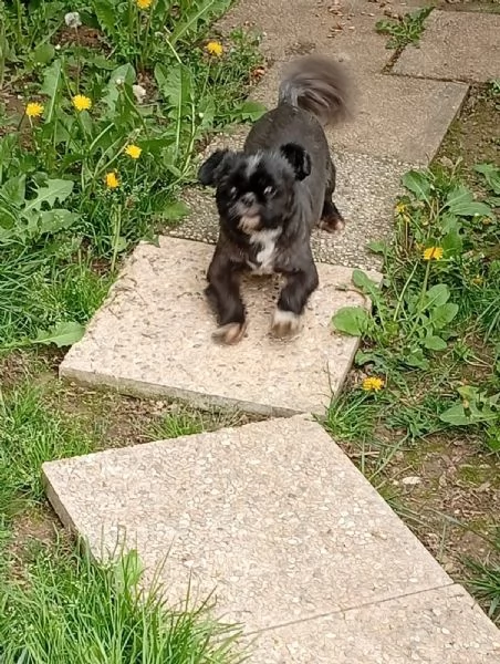 Stupenda Shih tzu di 11 mesi | Foto 2