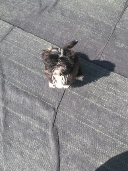 Stupenda Shih tzu di 11 mesi | Foto 1