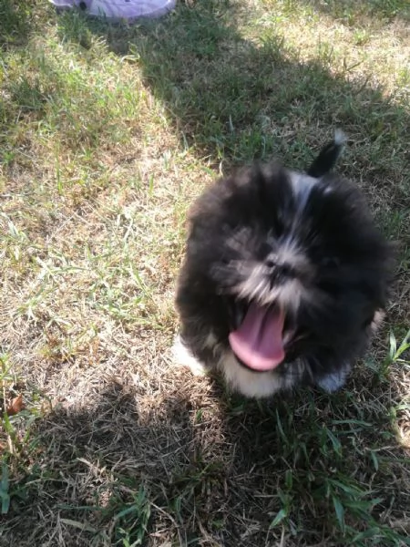 Stupenda Shih tzu di 11 mesi | Foto 0