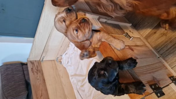 Cocker cerca casa